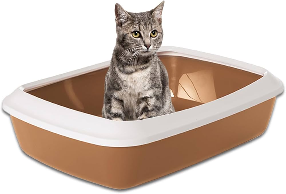 Litter Box Training 