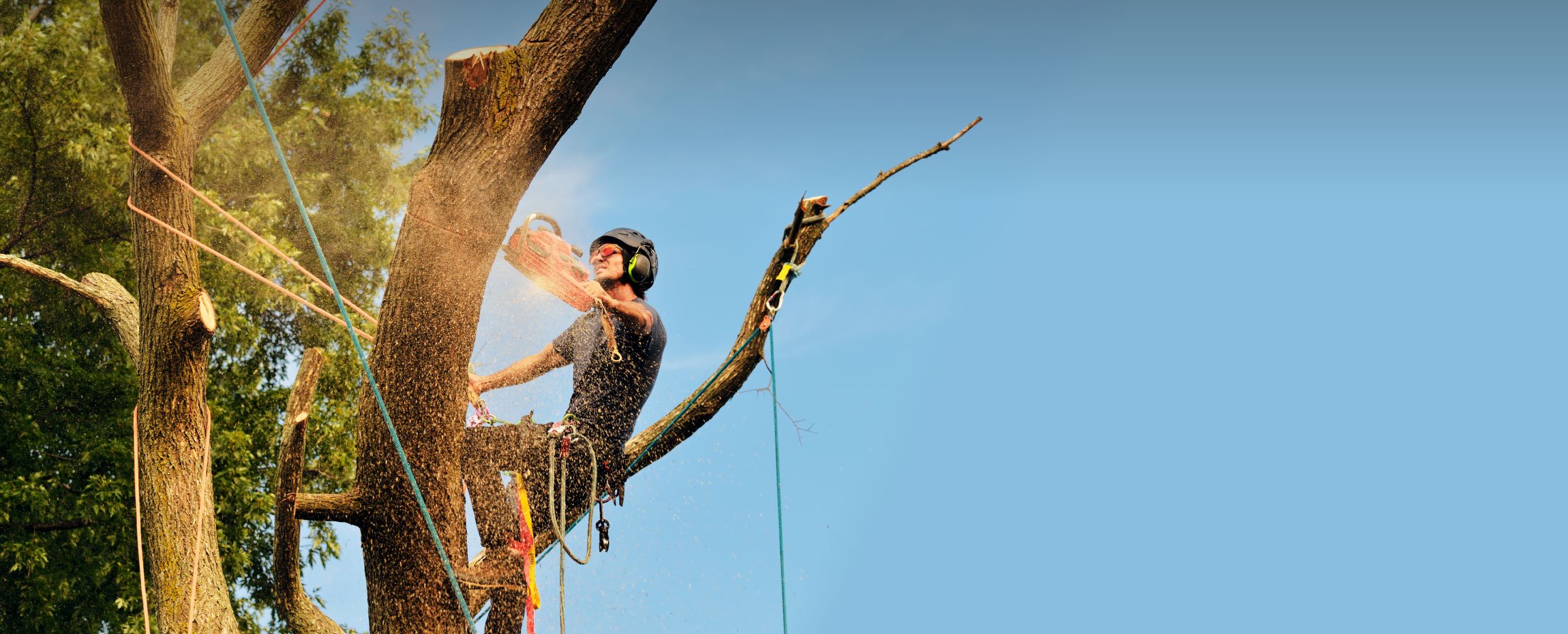 Tree Surgery Services